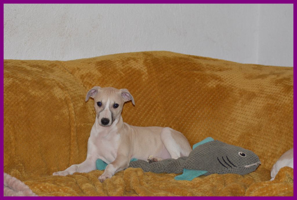 Corinne Lantais - Chiots disponibles - Whippet