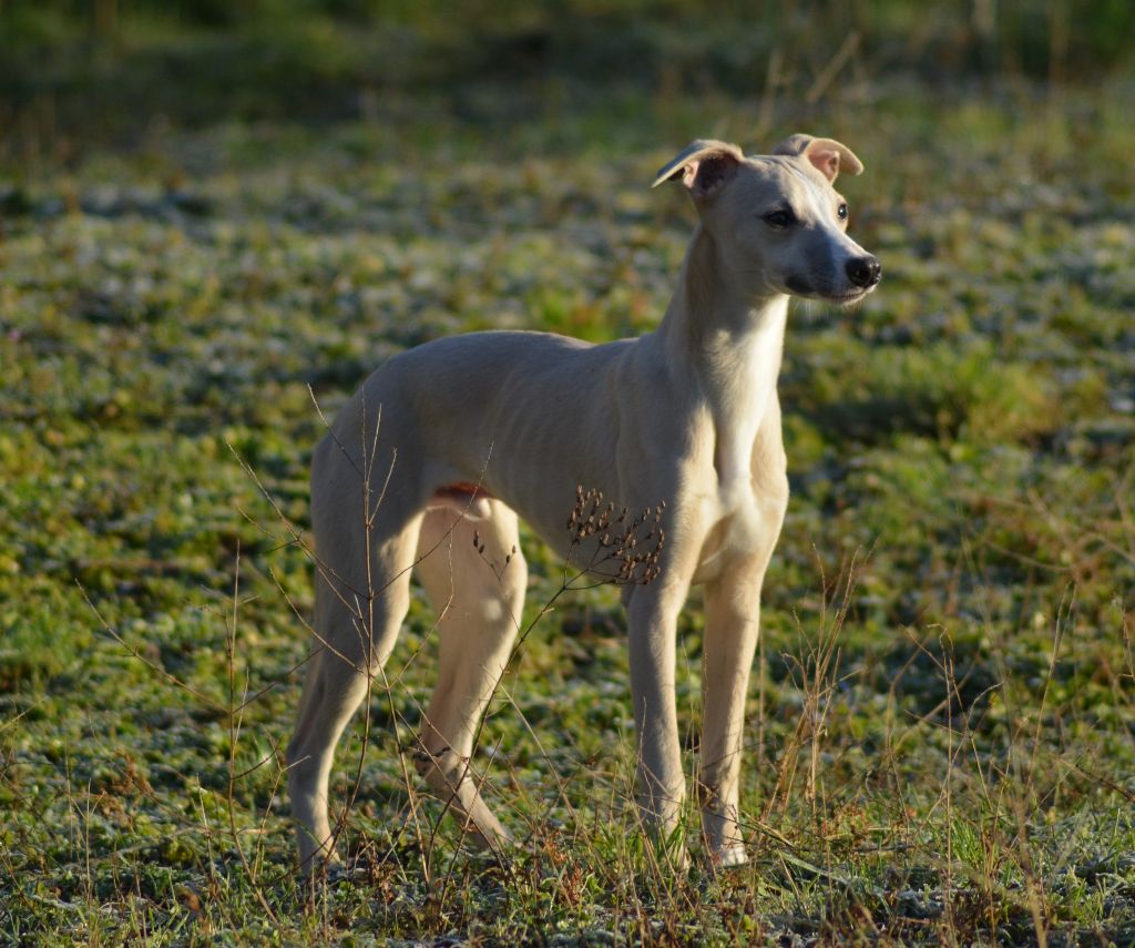 Corinne Lantais - Chiots disponibles - Whippet