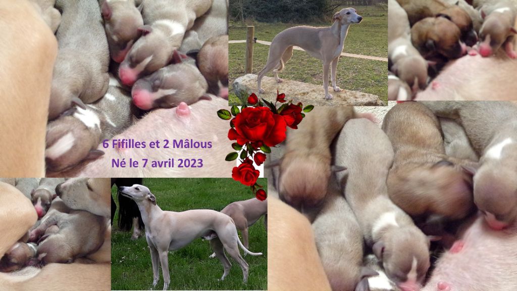 Chiot Whippet Corinne Lantais