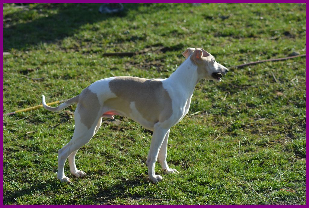 Corinne Lantais - Chiots disponibles - Whippet