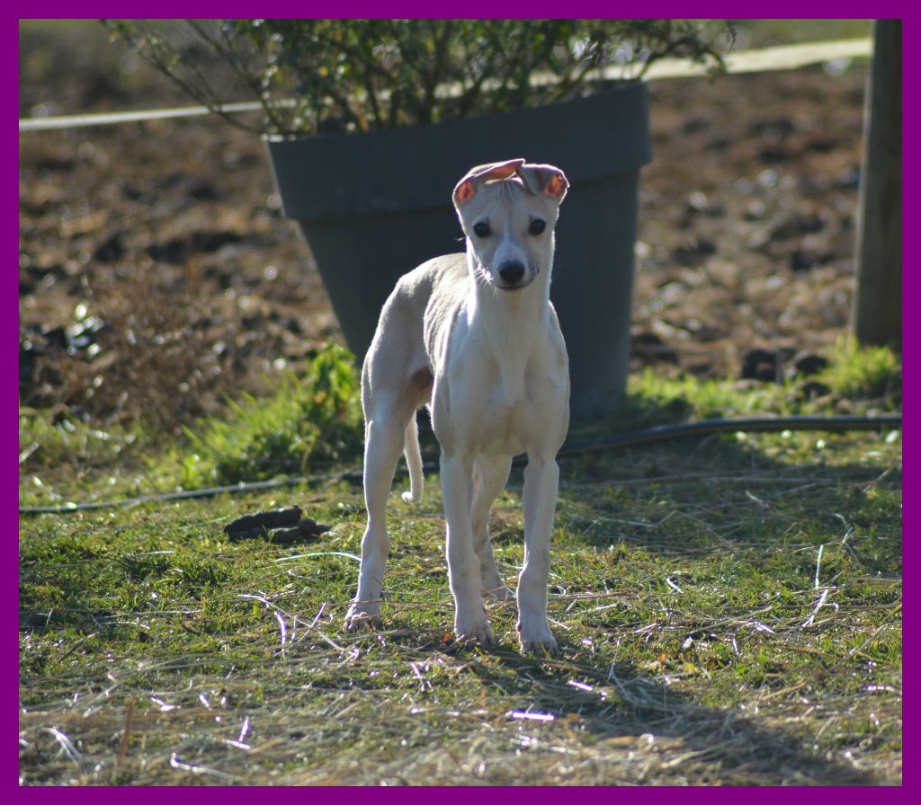 Corinne Lantais - Chiots disponibles - Whippet