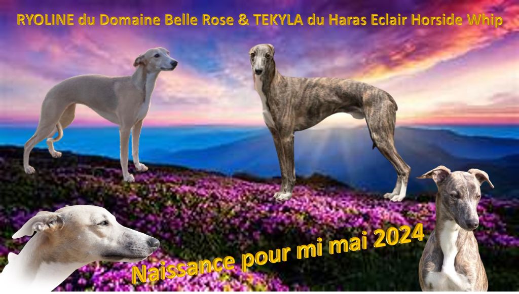 Chiot Whippet Corinne Lantais