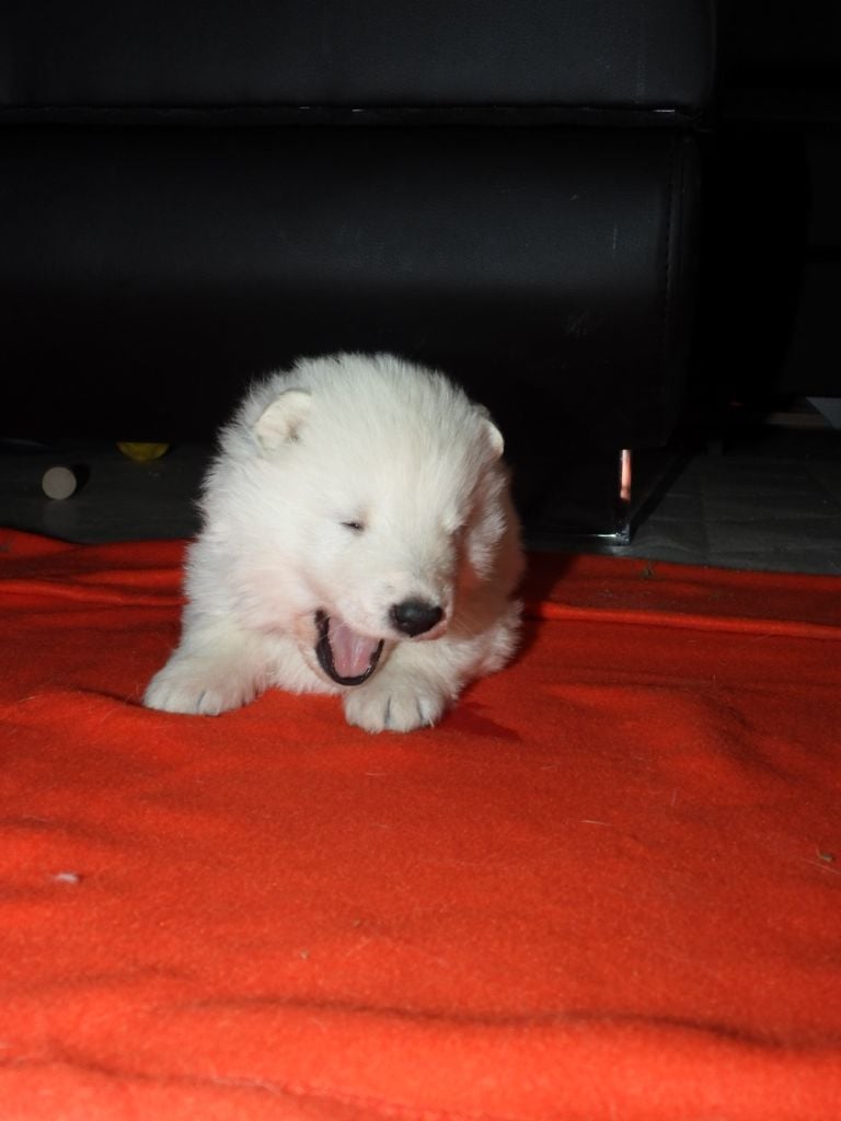 De La Forêt Des Bergers - Chiots disponibles - Berger Blanc Suisse