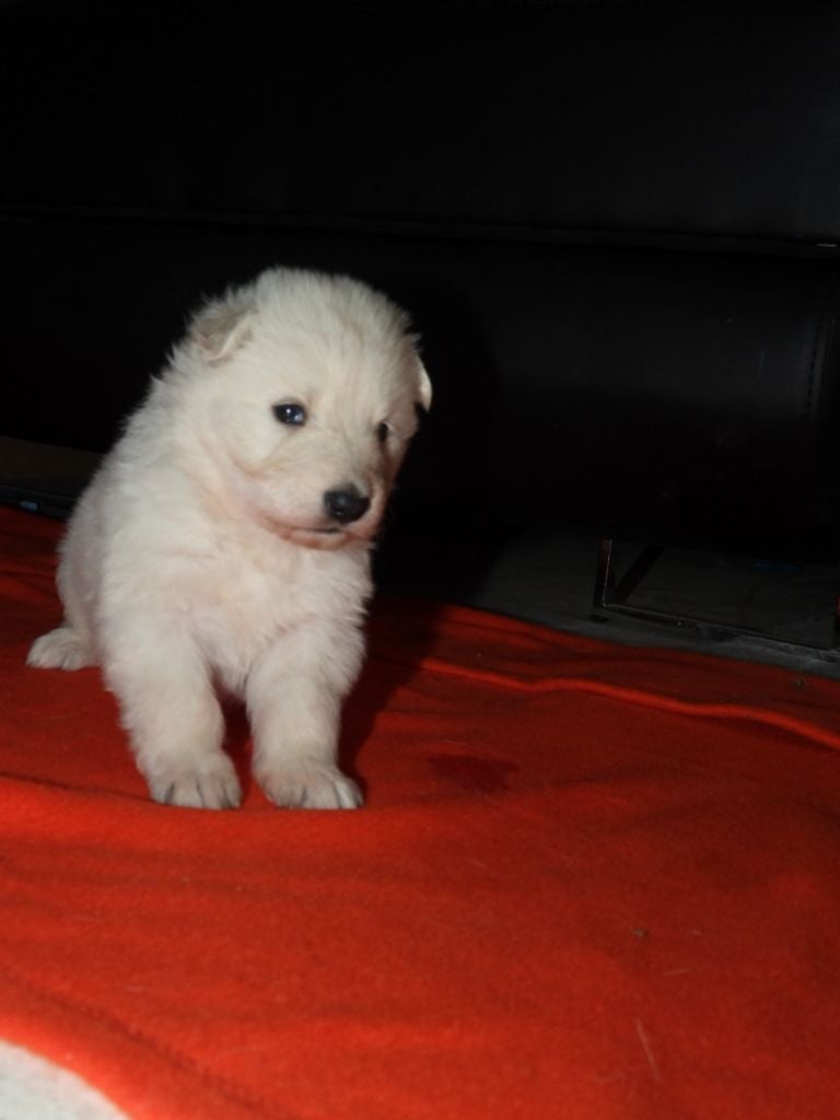 De La Forêt Des Bergers - Chiots disponibles - Berger Blanc Suisse