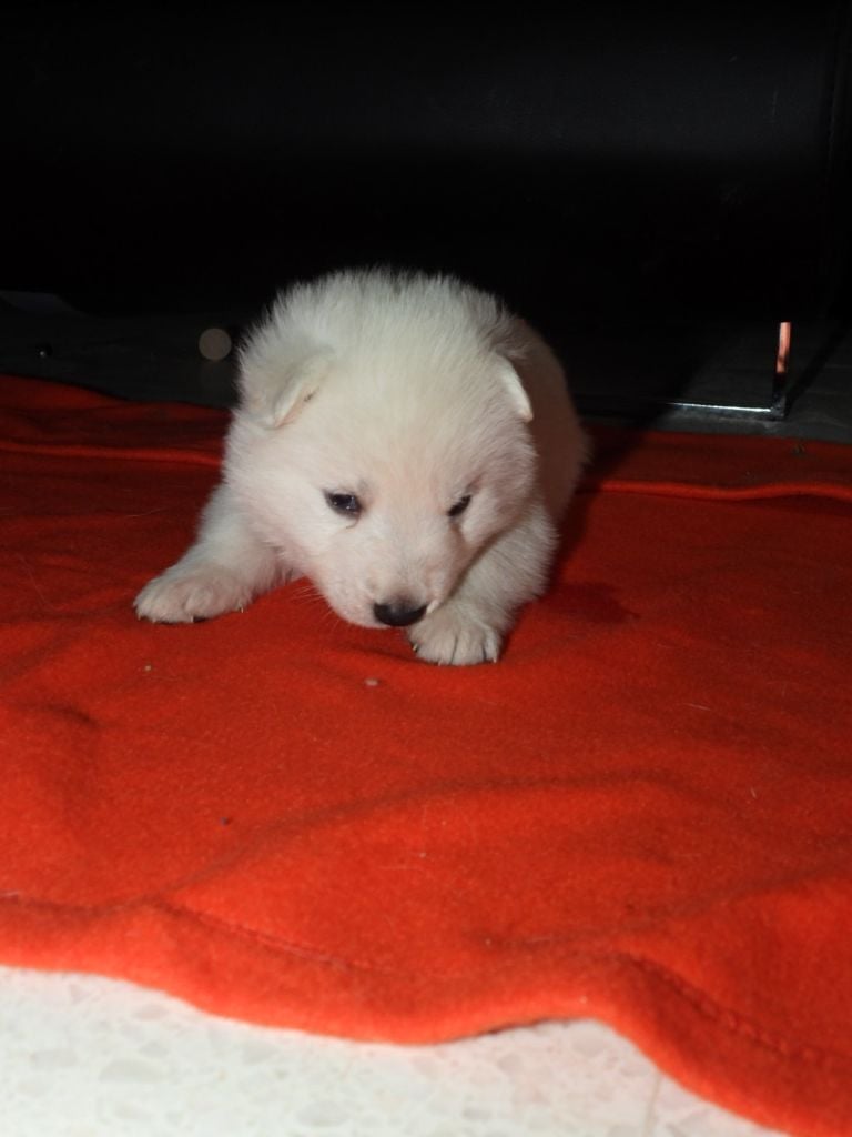 De La Forêt Des Bergers - Chiots disponibles - Berger Blanc Suisse