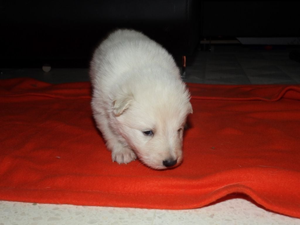 De La Forêt Des Bergers - Chiots disponibles - Berger Blanc Suisse