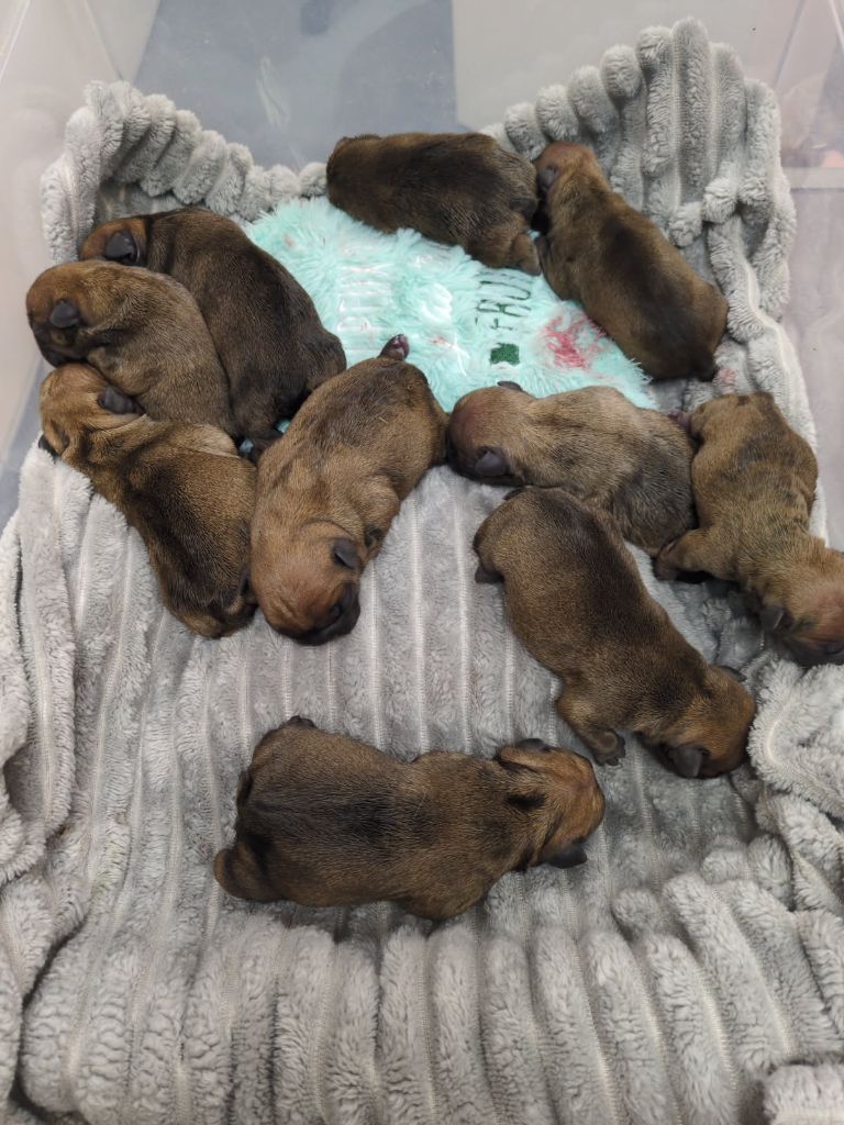 Chiot Bouledogue français Du Domaine De Lilounaka