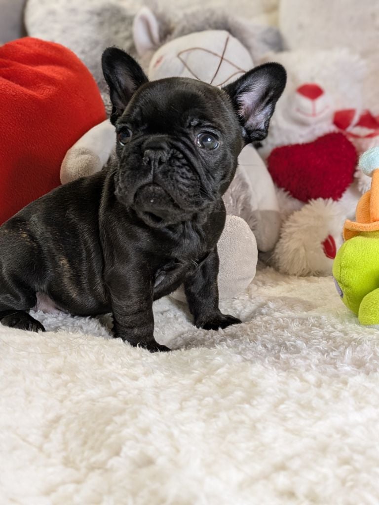 Du Domaine De Lilounaka - Chiots disponibles - Bouledogue français