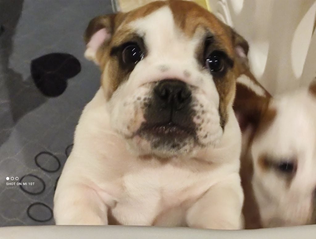 Du Domaine De Lilounaka - Chiots disponibles - Bulldog Anglais