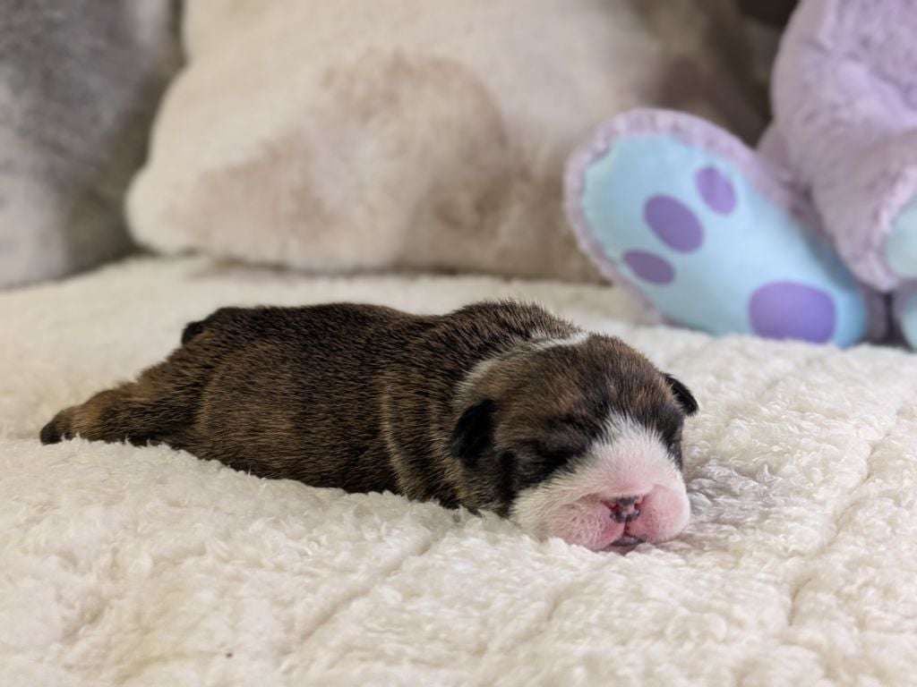 Du Domaine De Lilounaka - Chiots disponibles - Bulldog Anglais