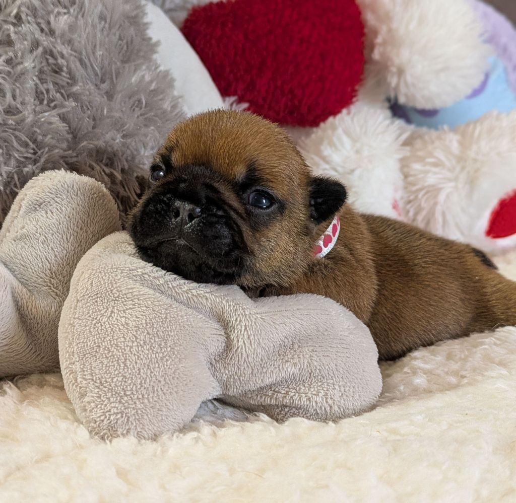 Du Domaine De Lilounaka - Chiots disponibles - Bouledogue français