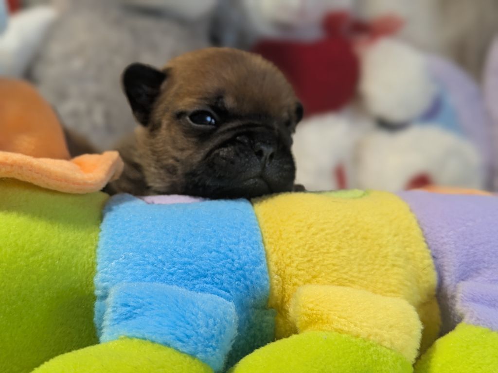 Du Domaine De Lilounaka - Chiots disponibles - Bouledogue français