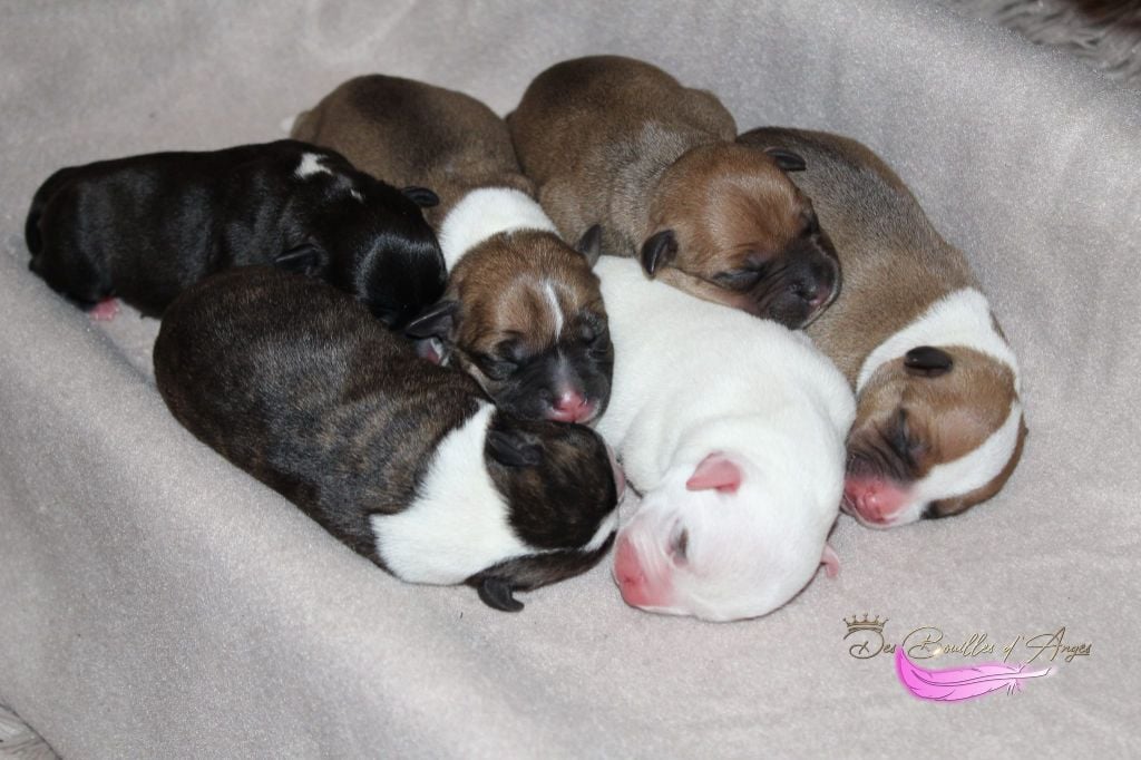 Des Bouilles D'Anges - Staffordshire Bull Terrier - Portée née le 18/10/2024