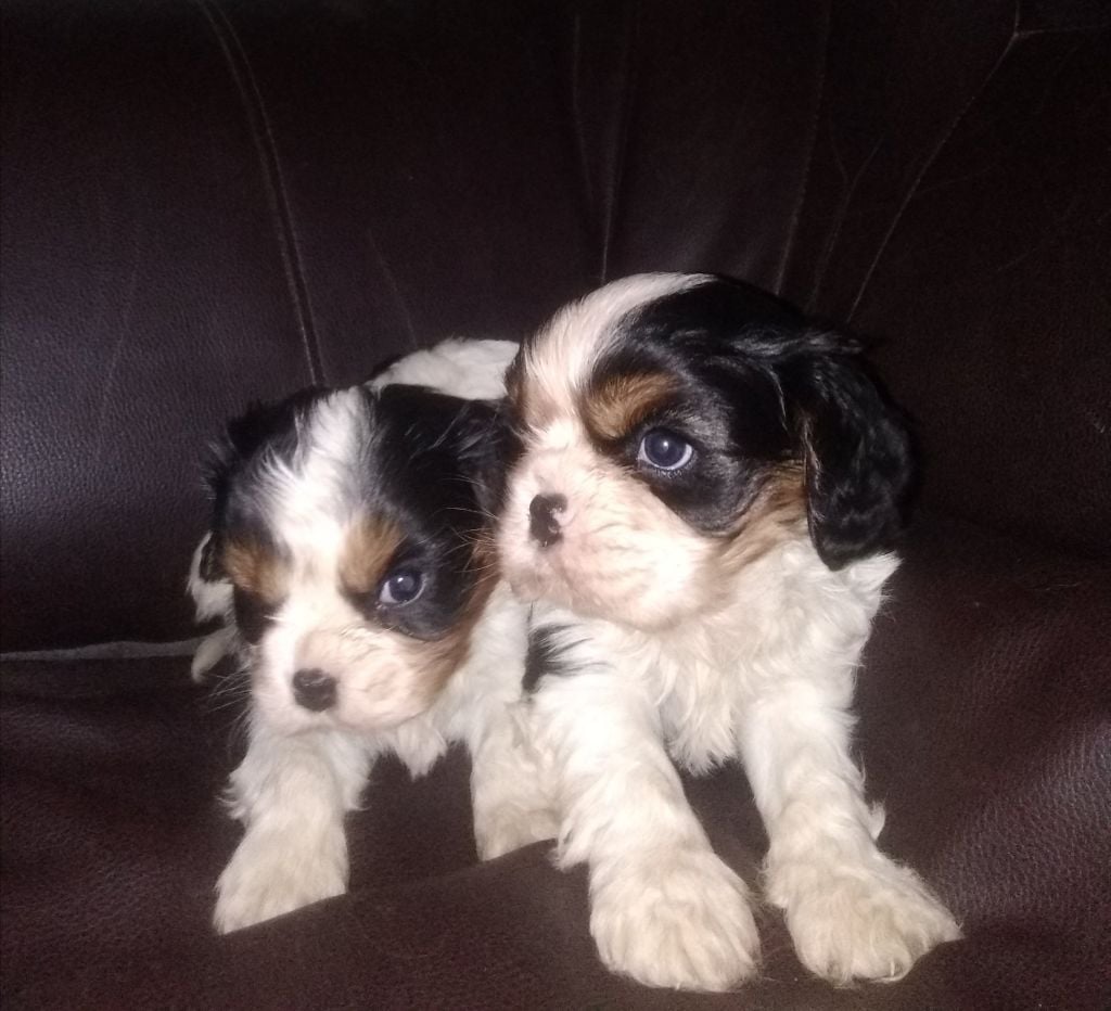 Des Voyoux Au Grand Coeur - Cavalier King Charles Spaniel - Portée née le 05/11/2021