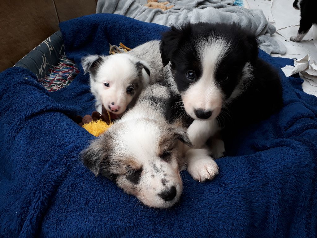 Des Hauts De Kergreis - Border Collie - Portée née le 13/02/2020