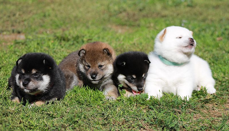 Go Aokigahara Jukaisou - A réserver chiots Shiba LOF