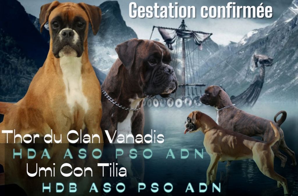 Gestation confirmée 