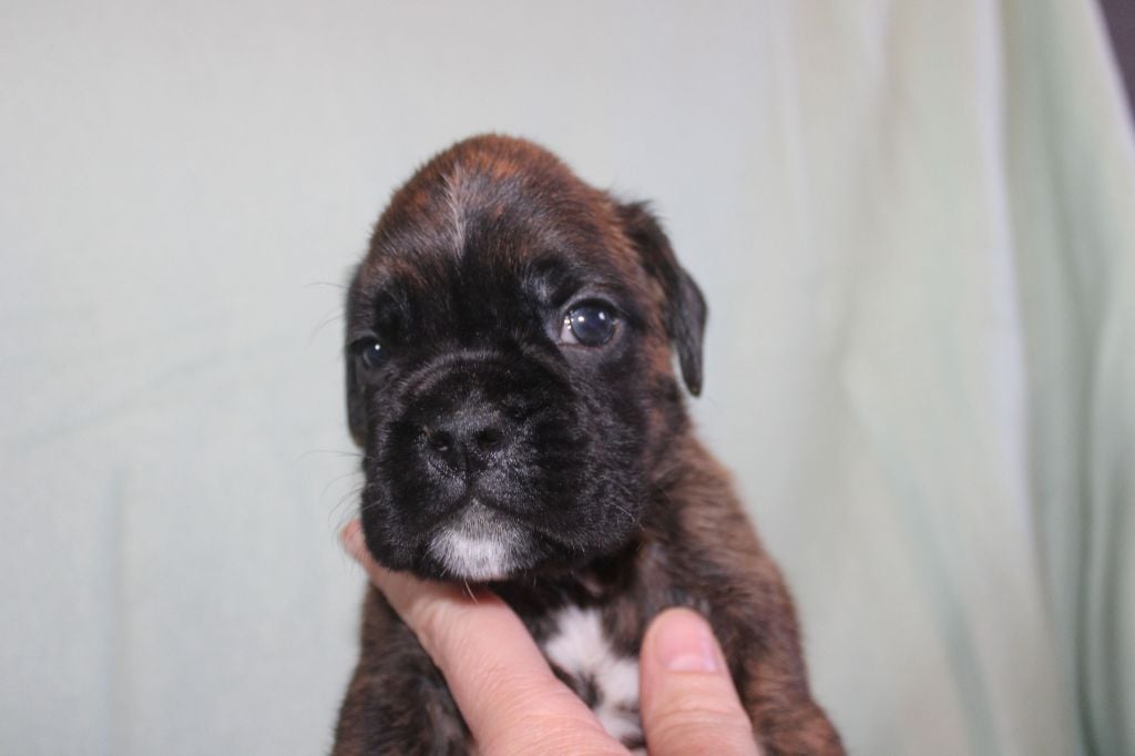 Du Clan Vanadis - Chiots disponibles - Boxer