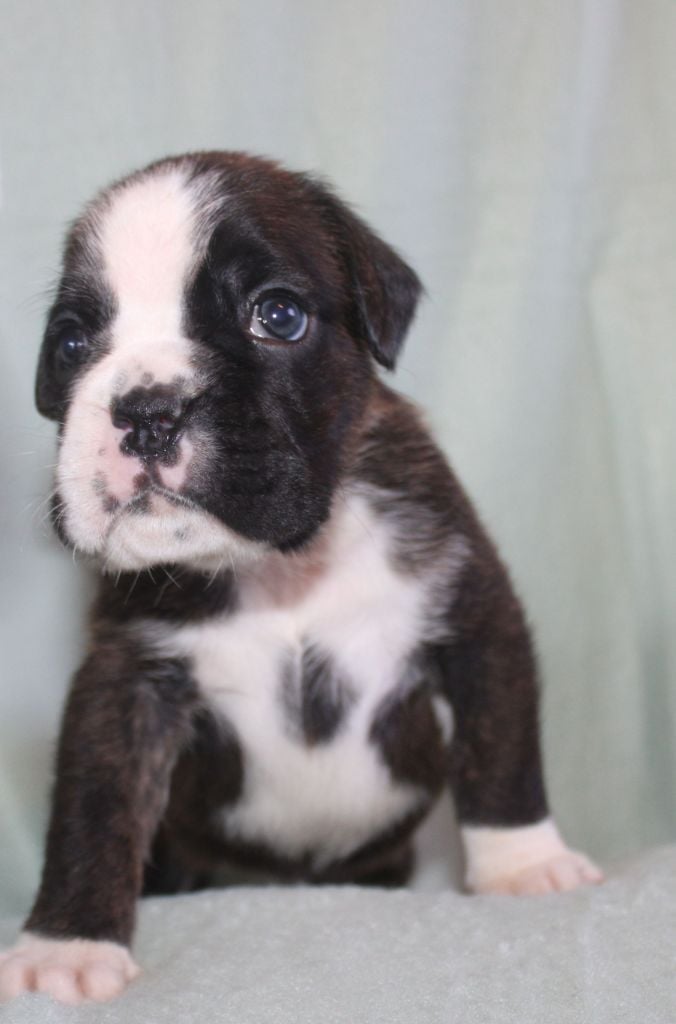 Du Clan Vanadis - Chiots disponibles - Boxer