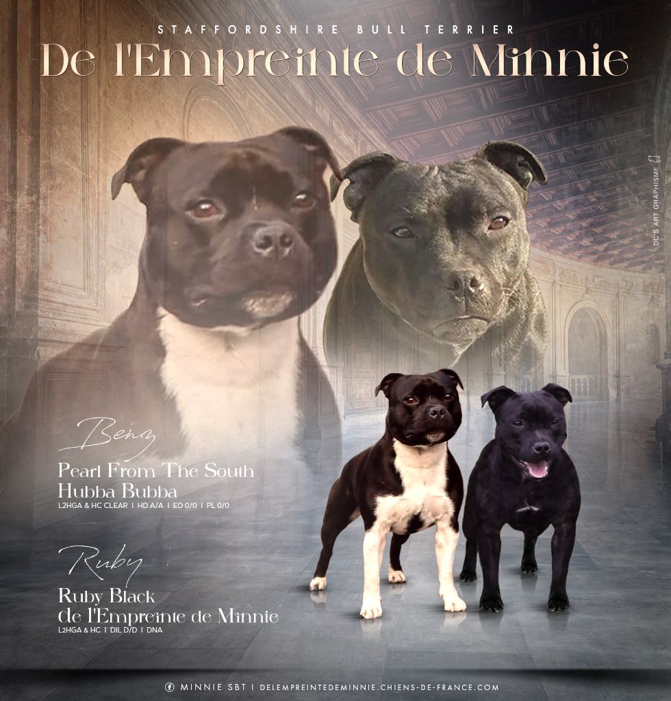 De L'Empreinte De Minnie - Staffordshire Bull Terrier - Portée née le 26/08/2023