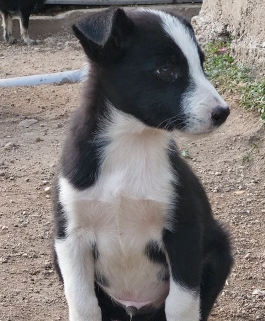 The Sheepdog Limitless - Chiots disponibles - Border Collie