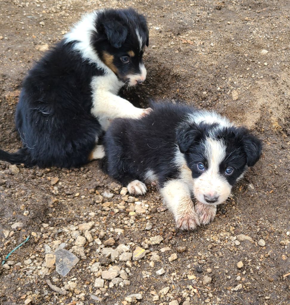 The Sheepdog Limitless - Chiots disponibles - Border Collie