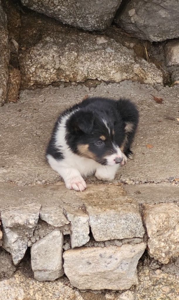 The Sheepdog Limitless - Chiots disponibles - Border Collie