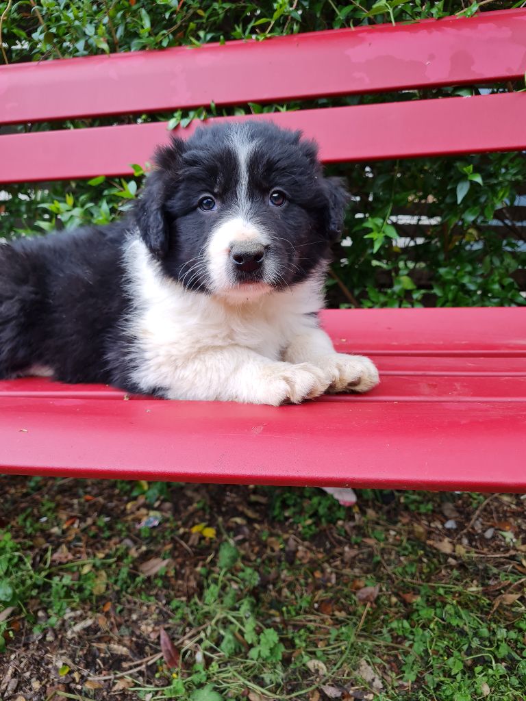 The Sheepdog Limitless - Chiots disponibles - Border Collie