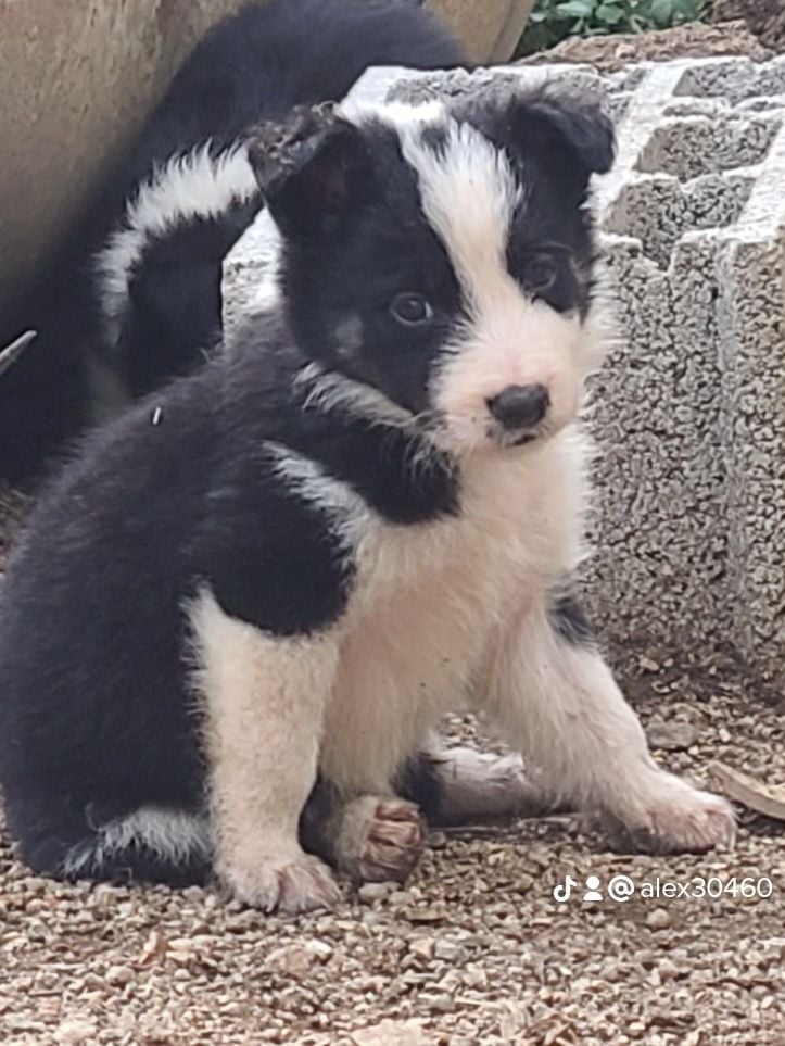 The Sheepdog Limitless - Chiots disponibles - Border Collie