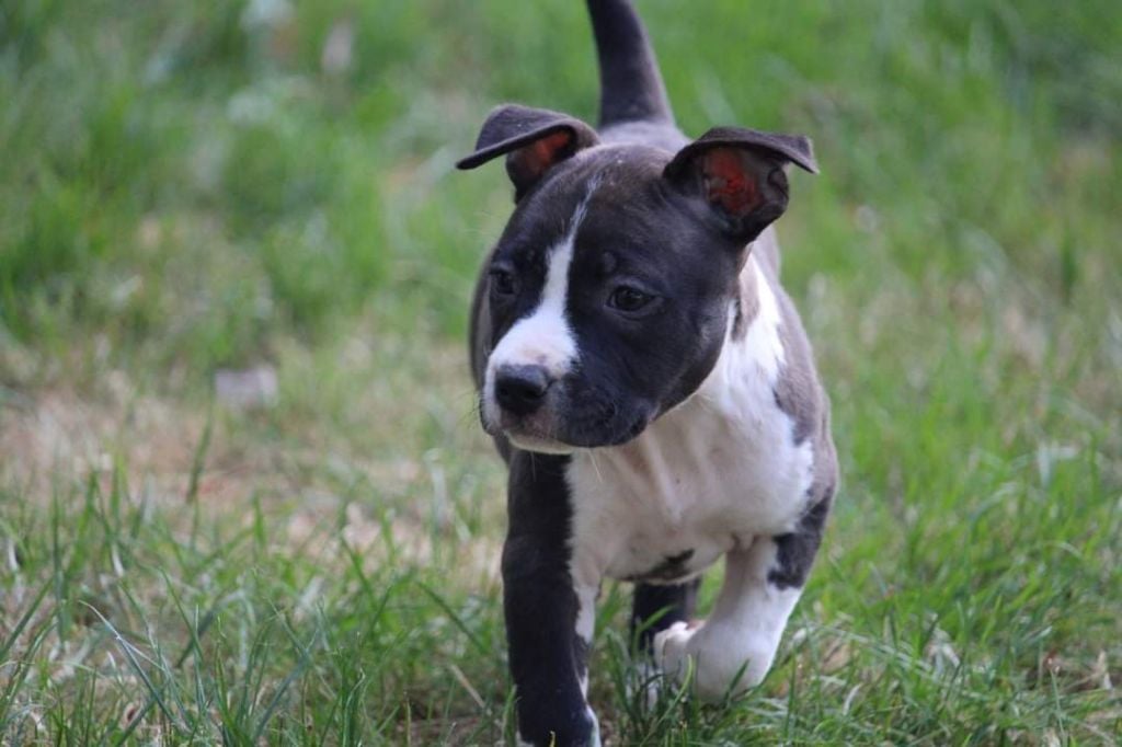 Soulmates Never Die - Chiots disponibles - American Staffordshire Terrier