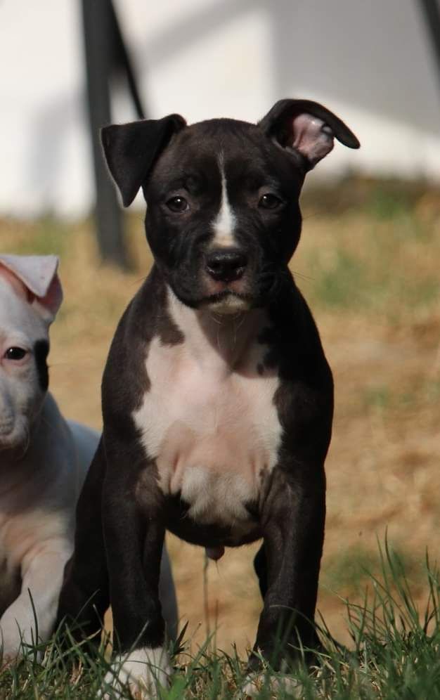 Soulmates Never Die - Chiots disponibles - American Staffordshire Terrier