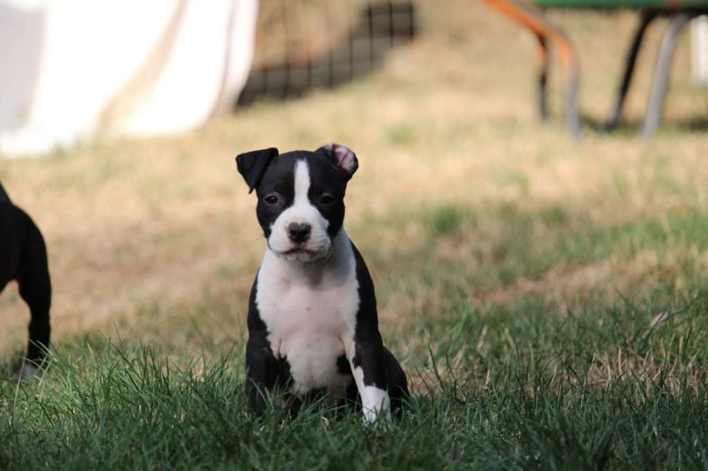 Soulmates Never Die - Chiots disponibles - American Staffordshire Terrier