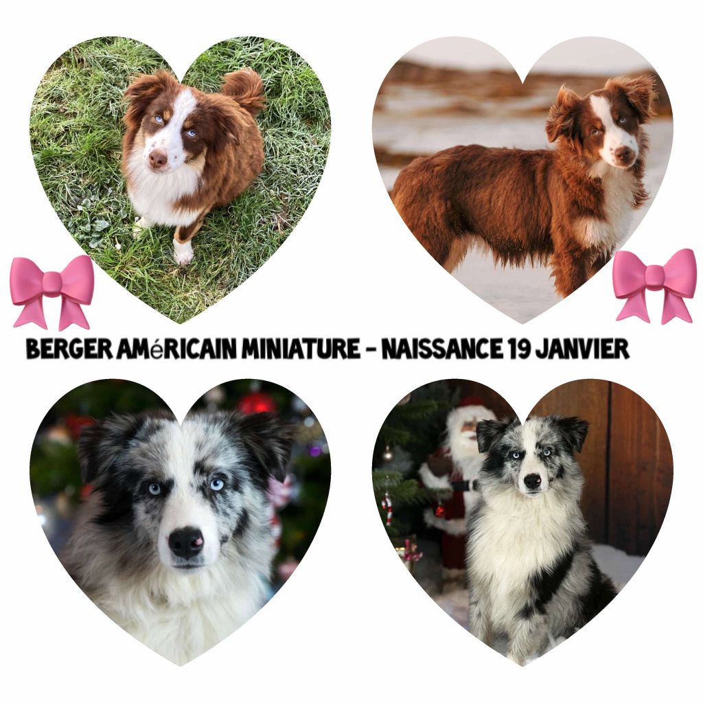 Chiot Berger Américain Miniature  Melanie Le Seach