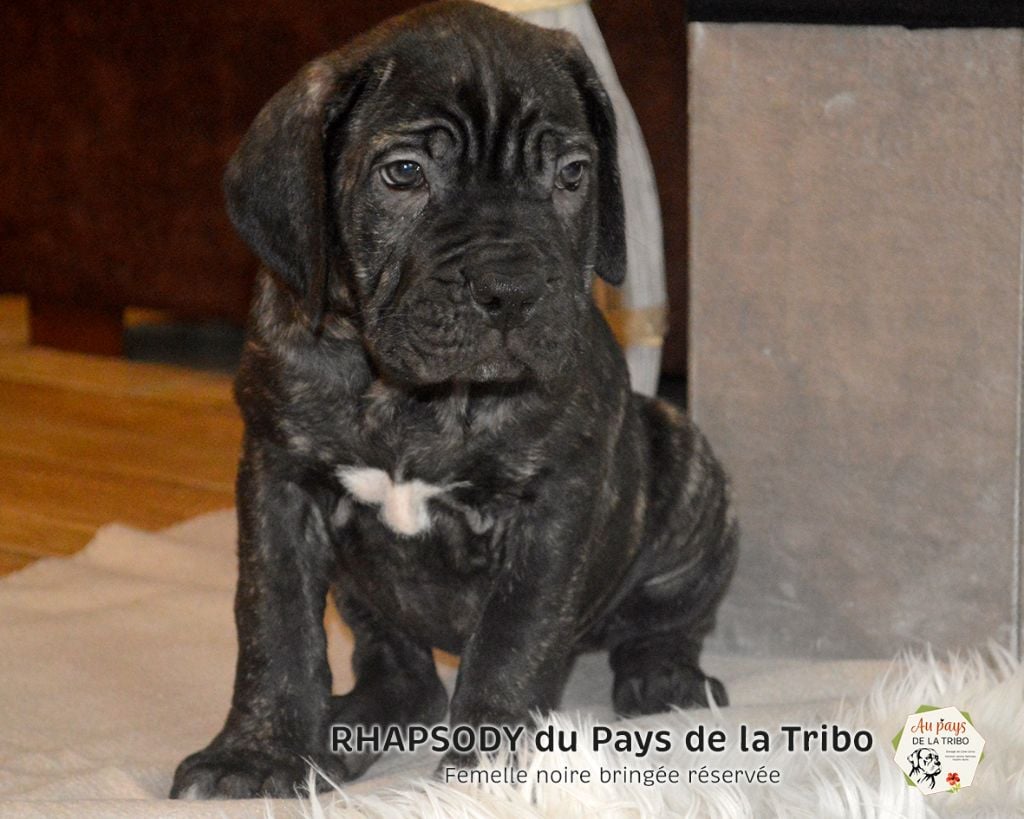 Du Pays De La Tribo - Cane Corso - Portée née le 09/09/2020