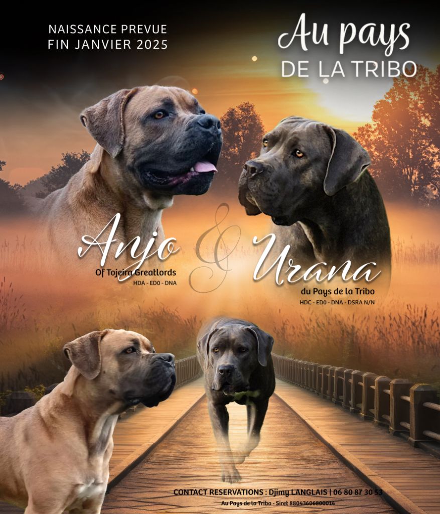 Du Pays De La Tribo - Cane Corso - Portée née le 27/01/2025