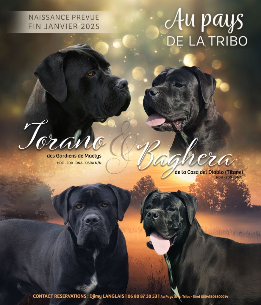 Du Pays De La Tribo - Cane Corso - Portée née le 29/01/2025