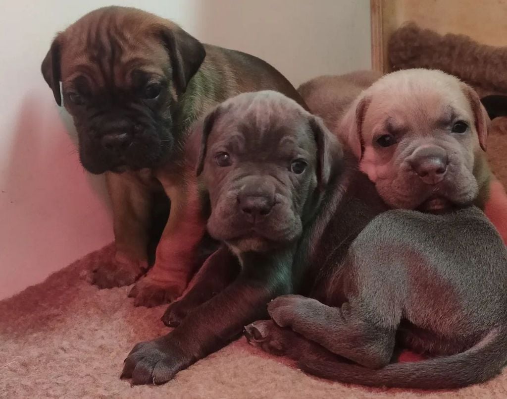 Chiot Cane Corso Du Pays De La Tribo