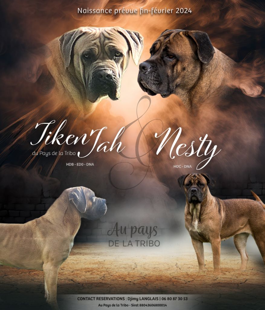 Du Pays De La Tribo - Cane Corso - Portée née le 25/02/2024