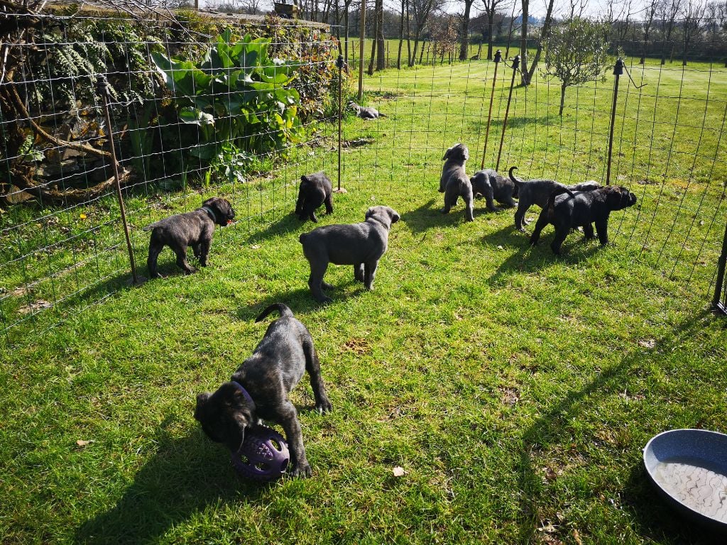 Chiot Cane Corso Du Pays De La Tribo