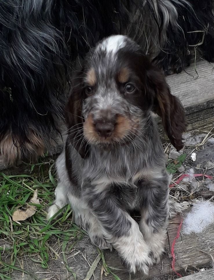 Des Vallees De Yeuse - Chiots disponibles - Cocker Spaniel Anglais