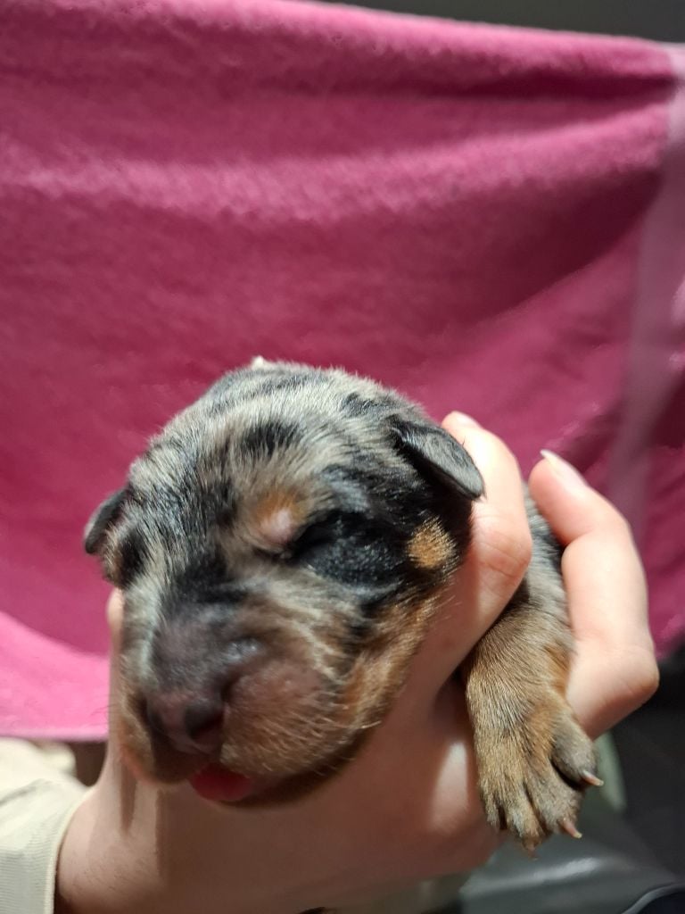 du Paradis des Evaux - Chiots disponibles - Berger de Beauce