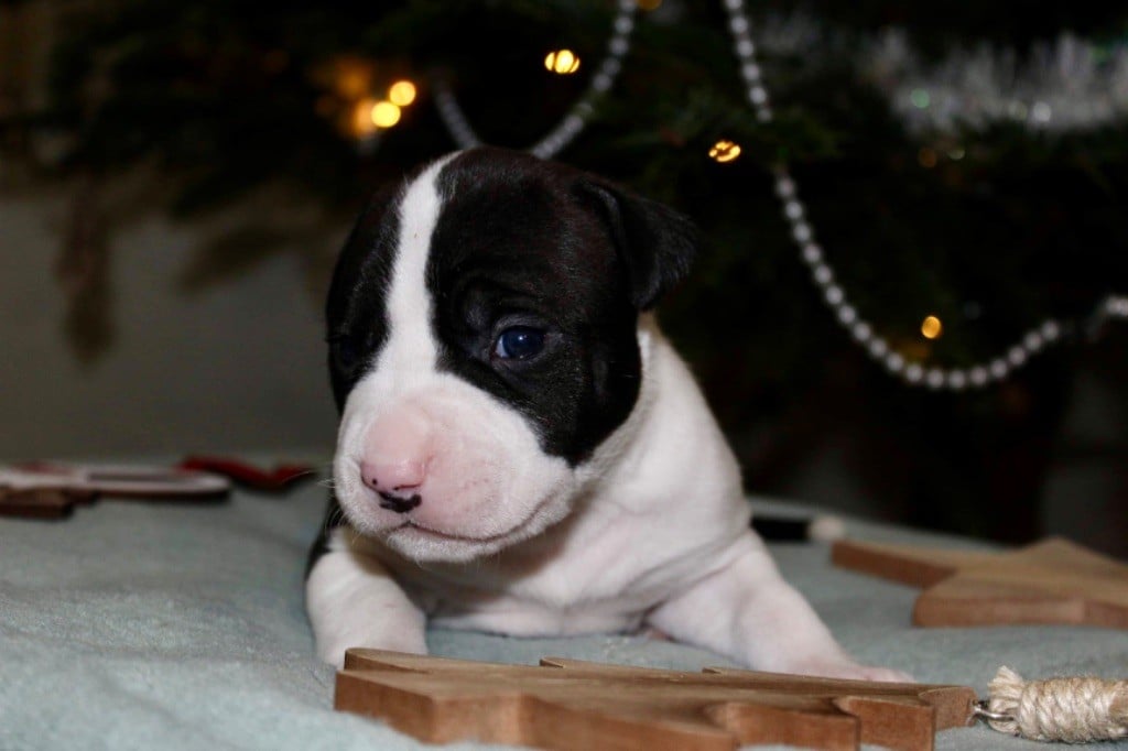 Du Domaine Des Trois H - Chiots disponibles - American Staffordshire Terrier