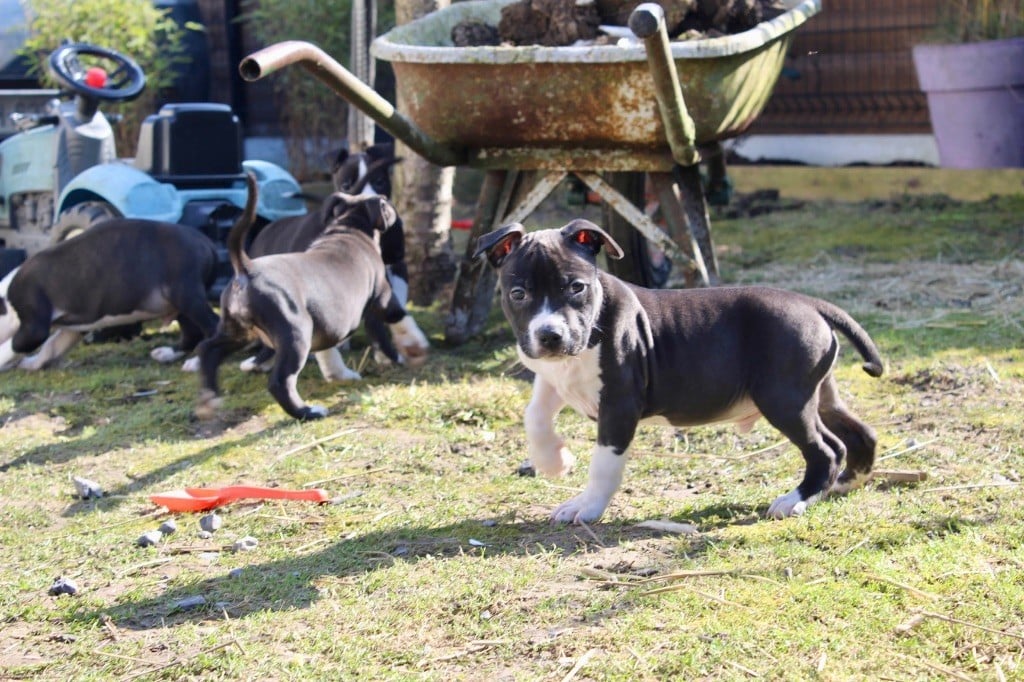 Du Domaine Des Trois H - Chiots disponibles - American Staffordshire Terrier