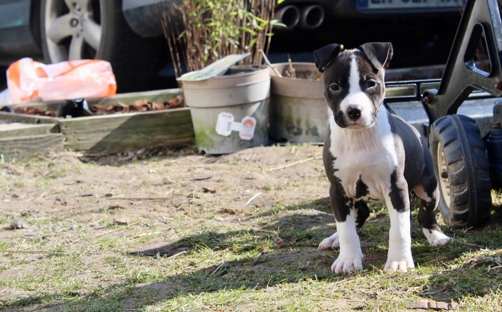 Du Domaine Des Trois H - Chiots disponibles - American Staffordshire Terrier