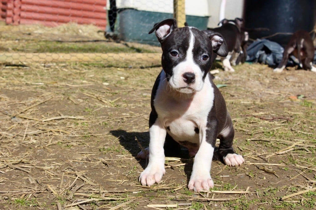 Du Domaine Des Trois H - Chiots disponibles - American Staffordshire Terrier