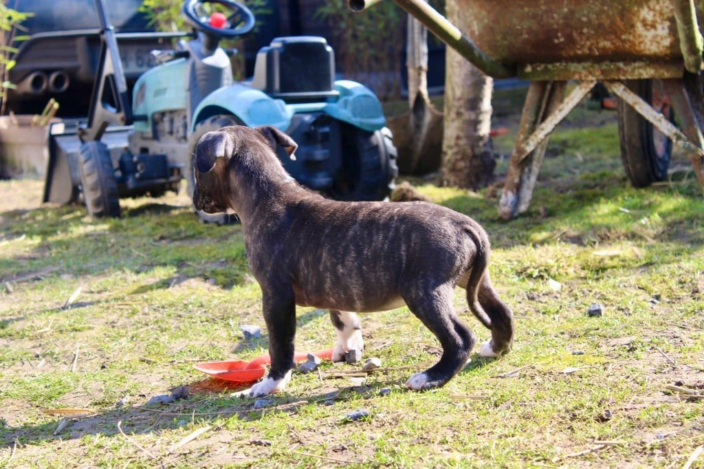 Du Domaine Des Trois H - Chiots disponibles - American Staffordshire Terrier