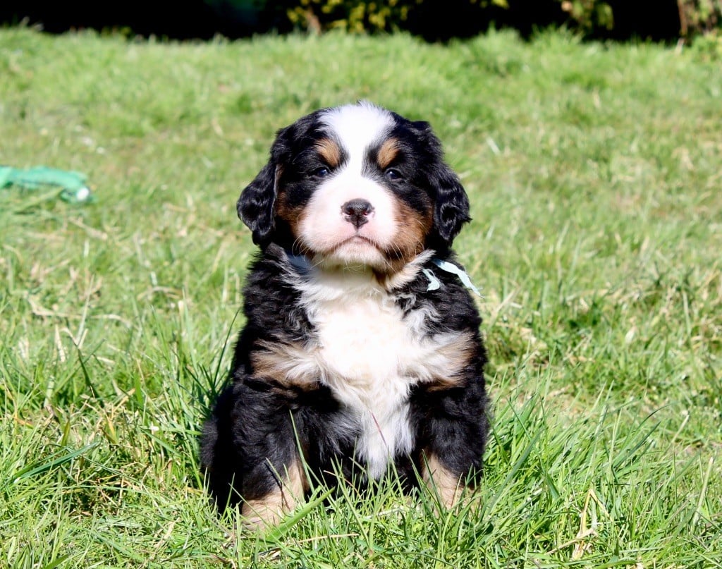 Du Territoire De Liho - Chiots disponibles - Bouvier Bernois