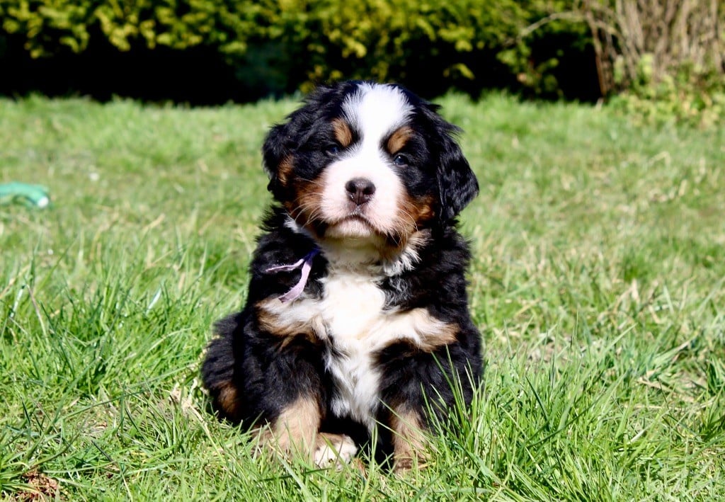 Du Territoire De Liho - Chiots disponibles - Bouvier Bernois