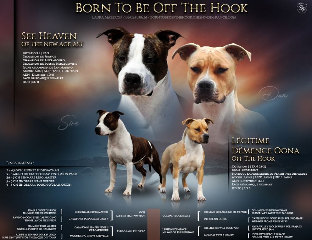 Chiot American Staffordshire Terrier Born To Be Off The Hook