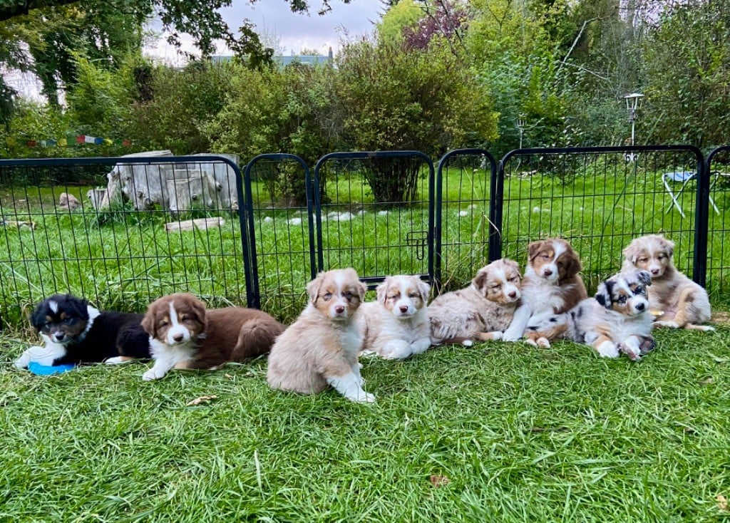 Chiot Berger Australien De La Perle Du Morvan